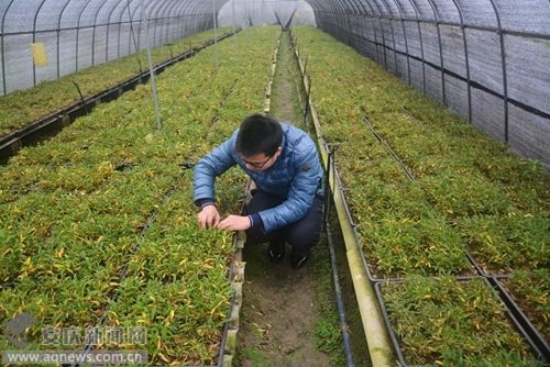 奋斗,成为当地小有名气的"石斛王"