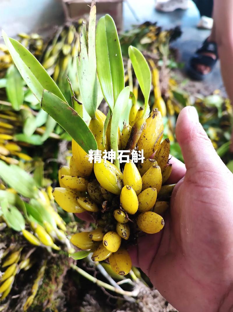 乡村大表哥之石斛盆景种植在抖音记录美好生活20220712
