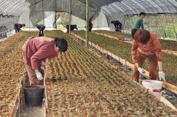 该公司投资150多万元,建了占地30多亩的大棚,种植有200多万株铁皮石斛