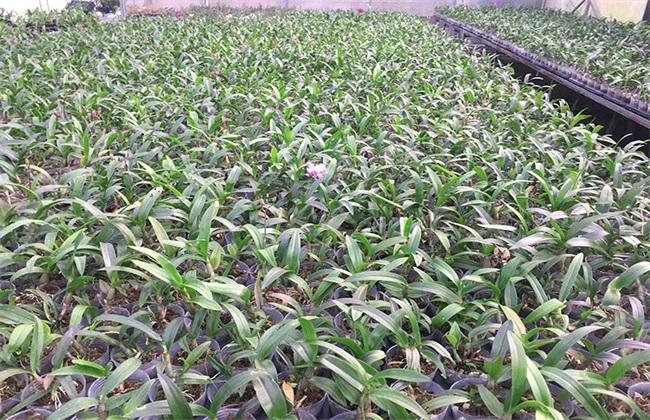 石斛兰怎么养 1,栽培基质种植石斛兰开始需要选一个阴湿的地方,因为