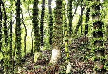 三农:林下仿野生种植模式 石斛种树上一点不简单