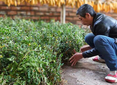 产业扶贫 铁皮石斛种植项目落户四川马边荍坝乡