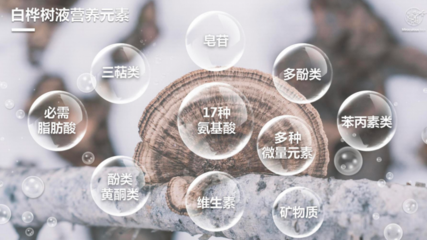 寻本溯源 福客满遁入北纬47度兴安岭白桦腹地，探秘石斛种植秘境